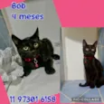 Bob