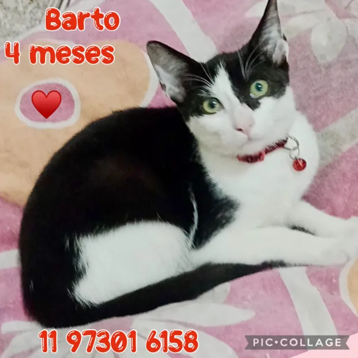 Gato ra a SRD-ViraLata idade 2 a 6 meses nome Barto 