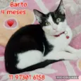Barto