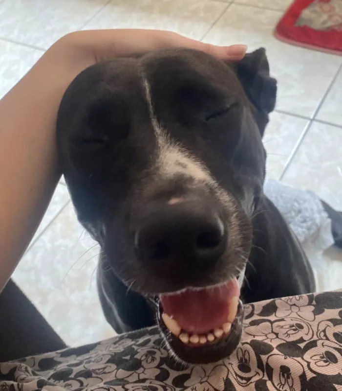 Cachorro ra a Pit-Bull idade 3 anos nome Lua 