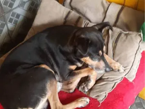 Cachorro raça SRD-ViraLata idade 4 anos nome Tuca