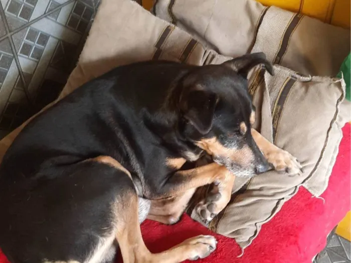 Cachorro ra a SRD-ViraLata idade 4 anos nome Tuca