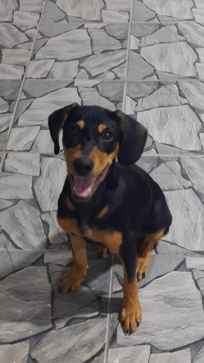 Cachorro ra a SRD-ViraLata idade 7 a 11 meses nome ele não tem nome!
