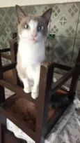 Pipoca