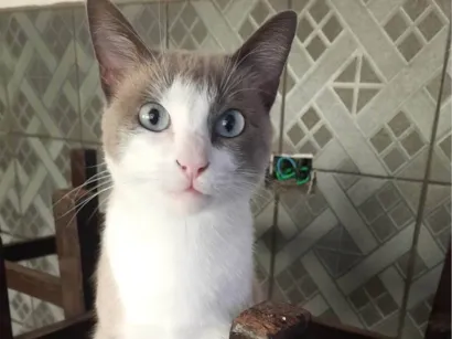 Gato raça SRD-ViraLata idade 2 anos nome Pipoca 