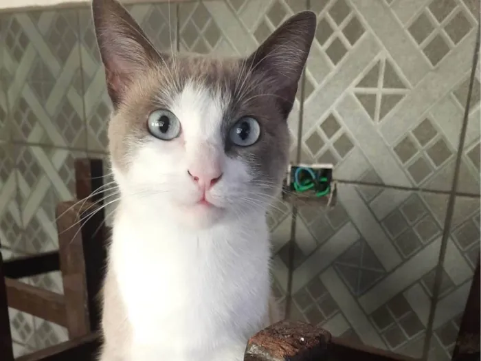 Gato ra a SRD-ViraLata idade 2 anos nome Pipoca 