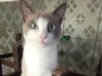 Pipoca