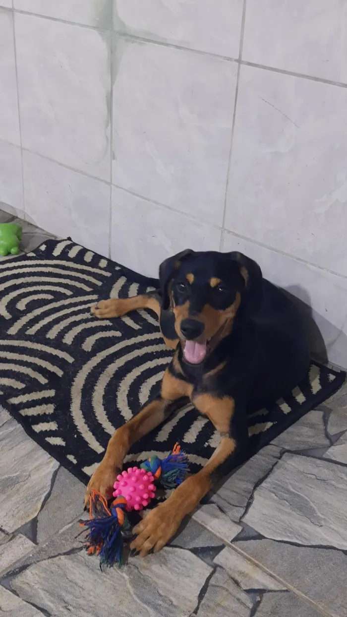 Cachorro ra a SRD-ViraLata idade 7 a 11 meses nome ele não tem nome!