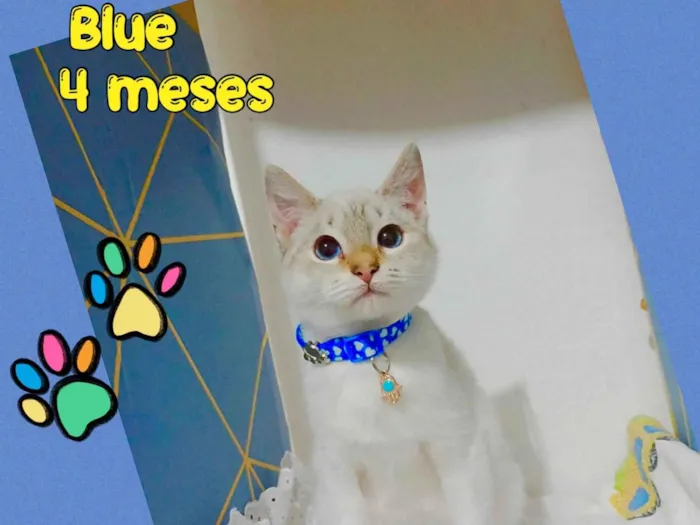 Gato ra a SRD-ViraLata idade 2 a 6 meses nome Blue