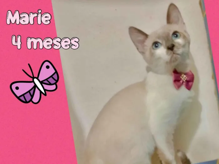 Gato ra a SRD-ViraLata idade 2 a 6 meses nome Marie