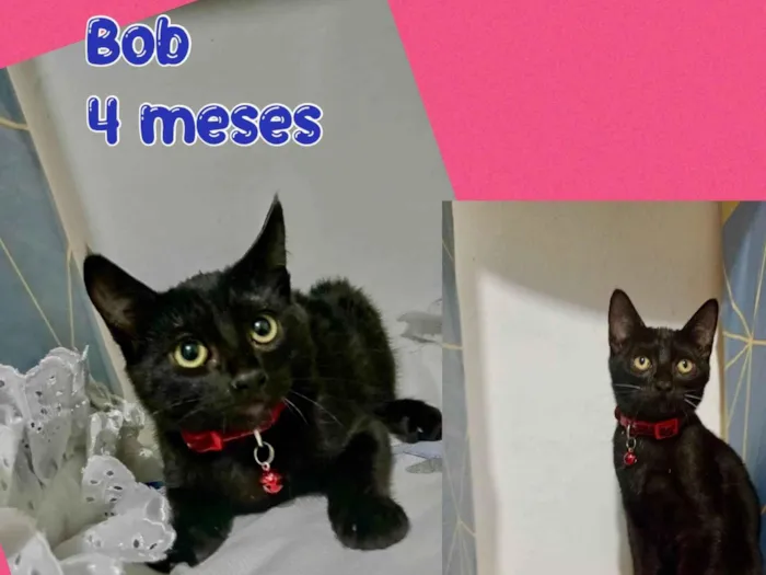 Gato ra a SRD-ViraLata idade 2 a 6 meses nome Bob