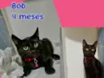 Bob
