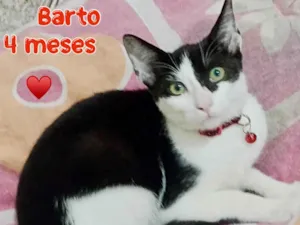 Gato raça SRD-ViraLata idade 2 a 6 meses nome Barto 