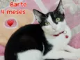 Barto