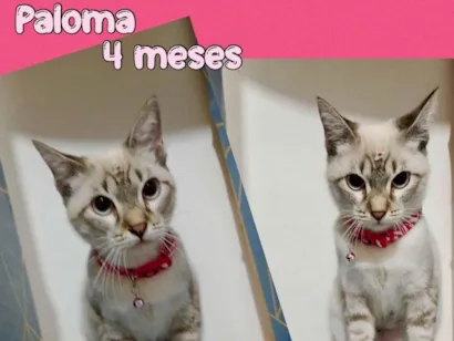 Gato raça SRD-ViraLata idade 2 a 6 meses nome Paloma 