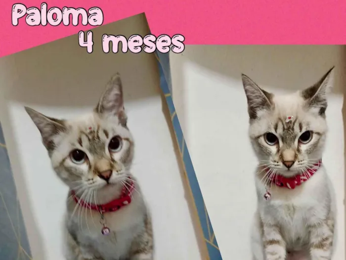 Gato ra a SRD-ViraLata idade 2 a 6 meses nome Paloma 