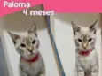 Paloma