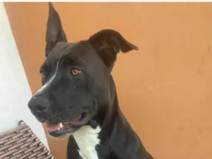 Cachorro raça Pit-Bull idade 3 anos nome Lua 