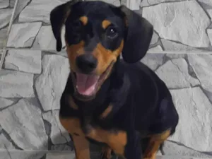 Cachorro raça SRD-ViraLata idade 7 a 11 meses nome ele não tem nome!