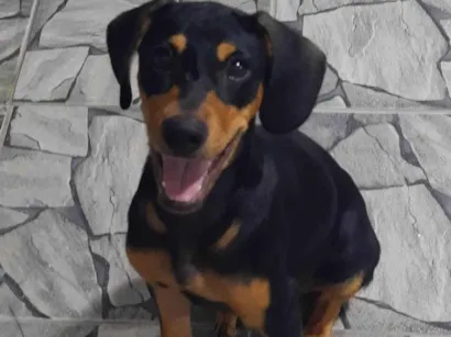 Cachorro raça SRD-ViraLata idade 7 a 11 meses nome ele não tem nome!