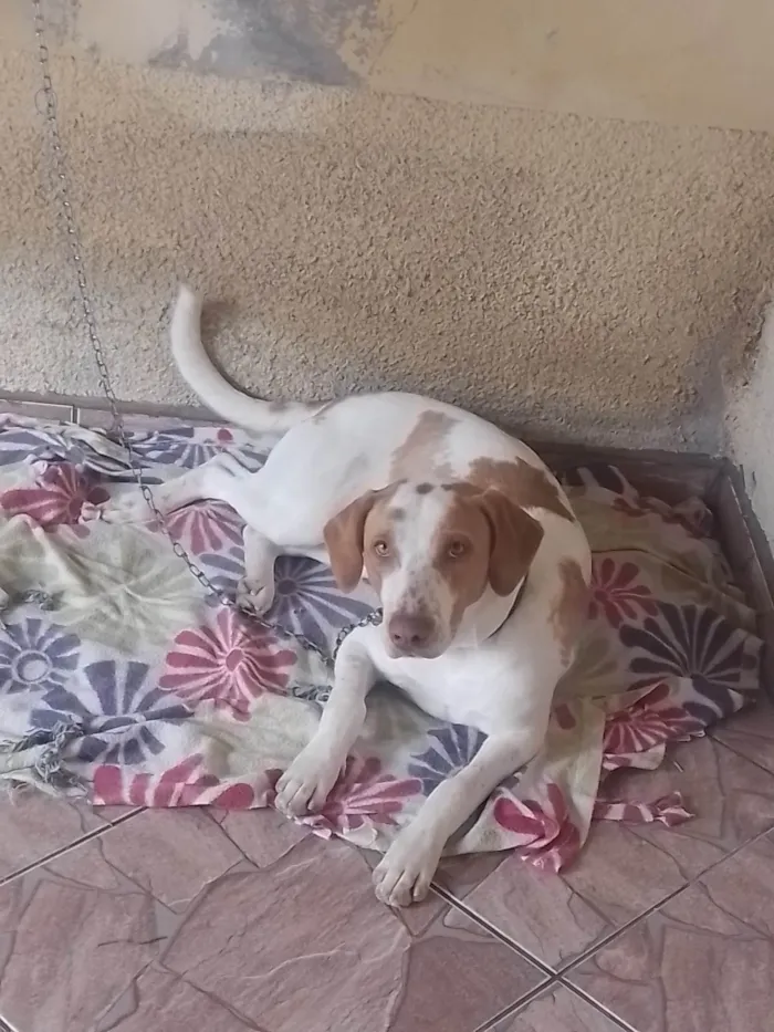 Cachorro ra a SRD-ViraLata idade 7 a 11 meses nome Paçoca