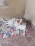 Paçoca