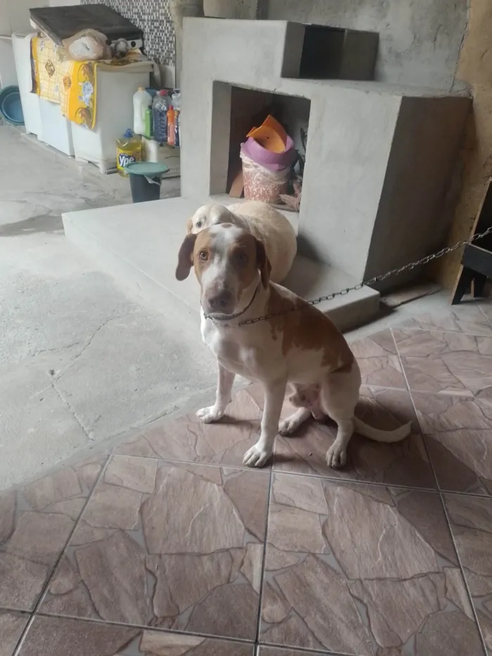 Cachorro ra a SRD-ViraLata idade 7 a 11 meses nome Paçoca