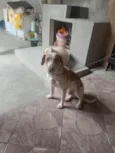 Paçoca