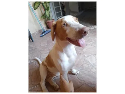 Cachorro raça SRD-ViraLata idade 7 a 11 meses nome Paçoca