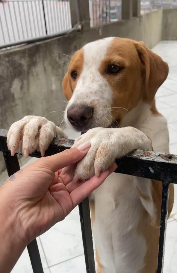 Cachorro ra a SRD-ViraLata idade 7 a 11 meses nome Caramelo 11 meses pra adoção 
