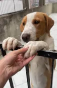 Caramelo 11 meses pra adoção
