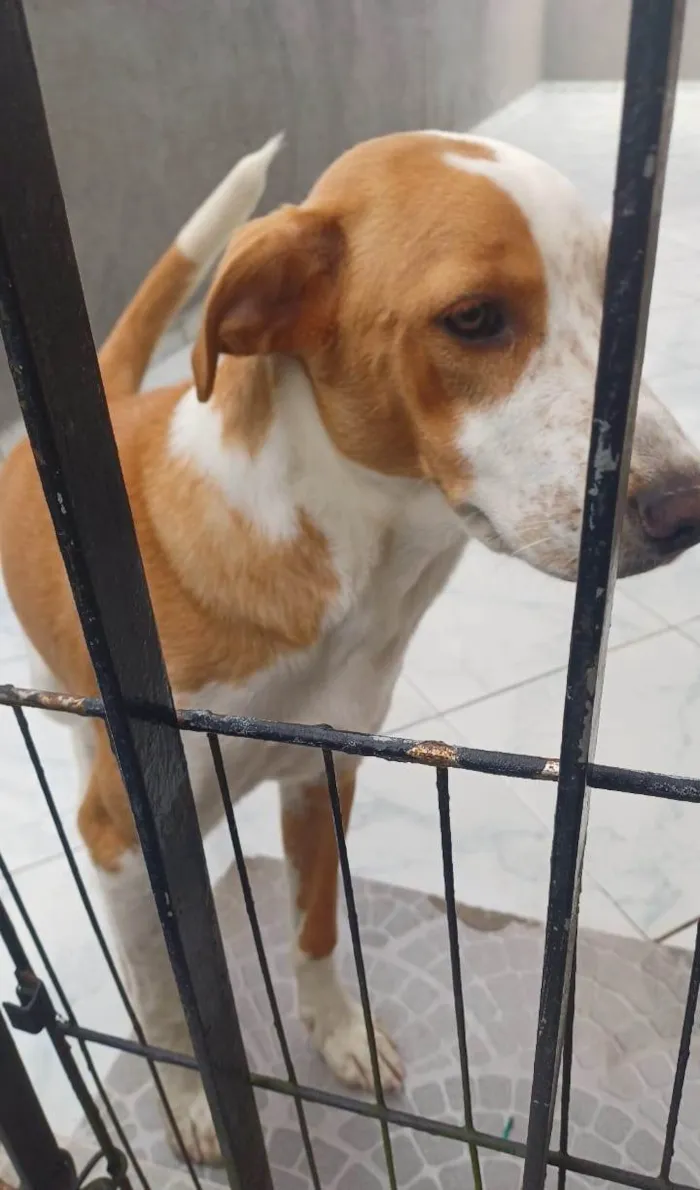 Cachorro ra a SRD-ViraLata idade 7 a 11 meses nome Caramelo 11 meses pra adoção 