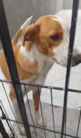 Caramelo 11 meses pra adoção