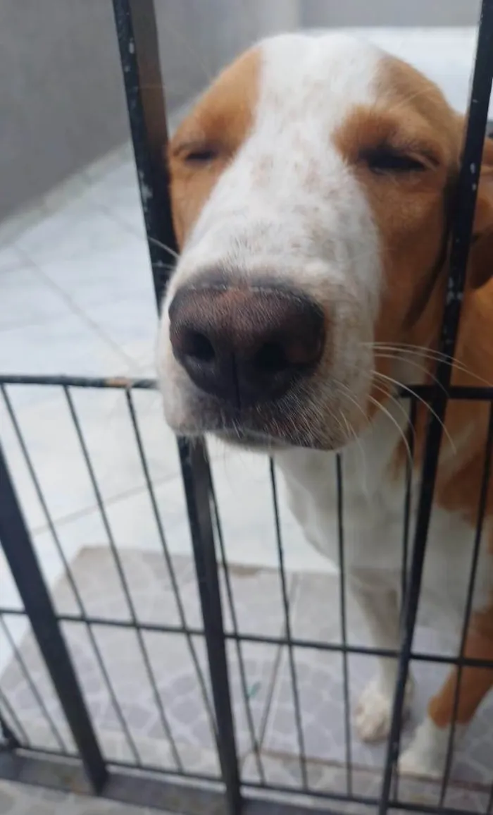 Cachorro ra a SRD-ViraLata idade 7 a 11 meses nome Caramelo 11 meses pra adoção 
