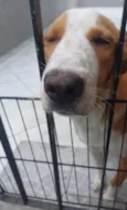 Caramelo 11 meses pra adoção