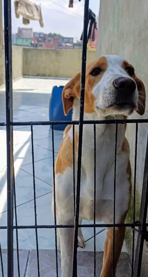 Cachorro ra a SRD-ViraLata idade 7 a 11 meses nome Caramelo 11 meses pra adoção 
