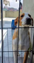 Caramelo 11 meses pra adoção