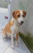 Caramelo 11 meses pra adoção