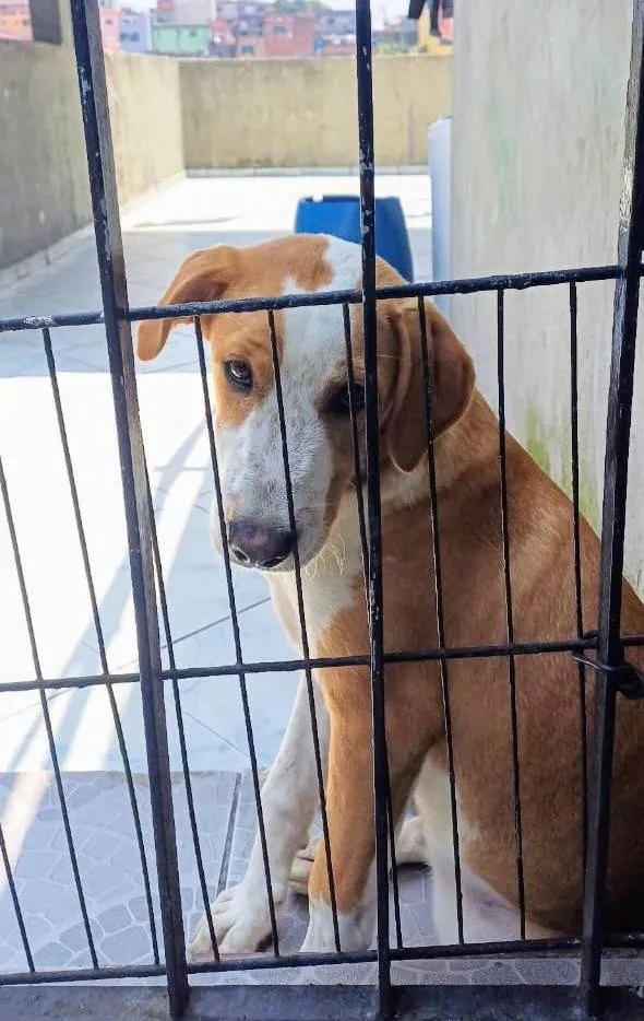 Cachorro ra a SRD-ViraLata idade 7 a 11 meses nome Caramelo 11 meses pra adoção 