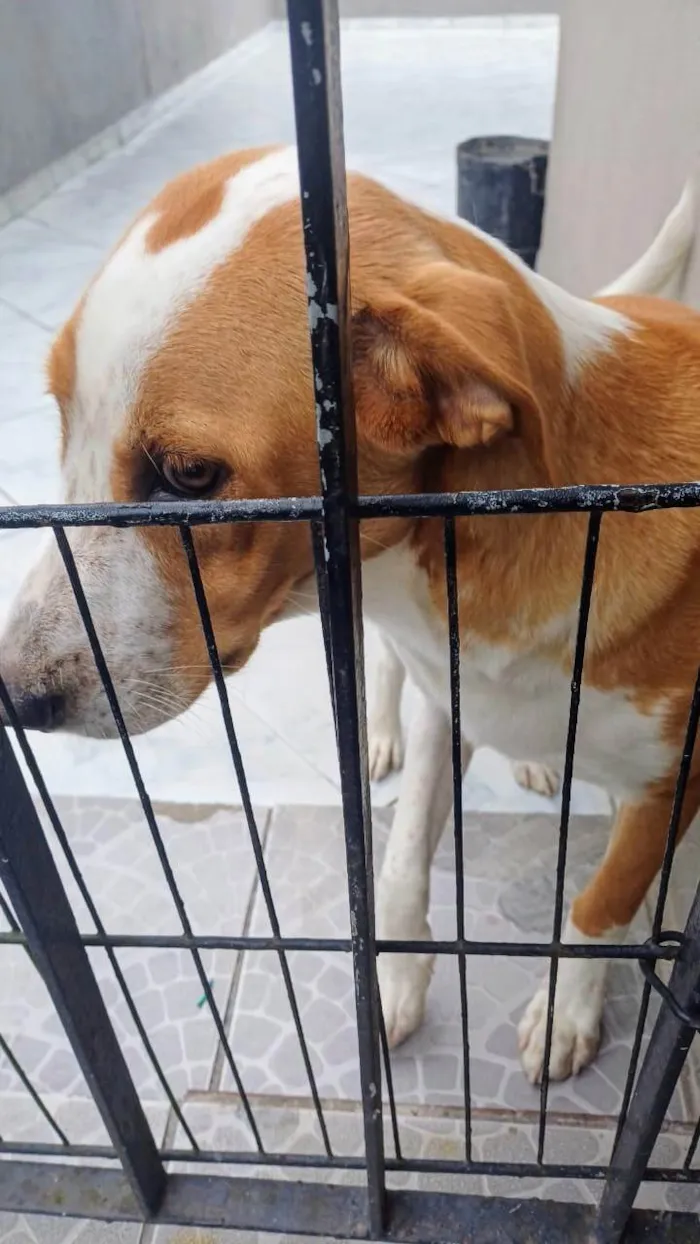 Cachorro ra a SRD-ViraLata idade 7 a 11 meses nome Caramelo 11 meses pra adoção 