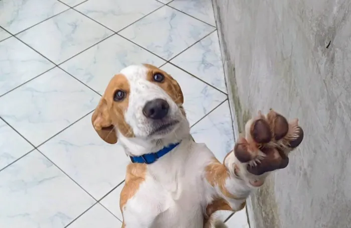 Cachorro ra a SRD-ViraLata idade 7 a 11 meses nome Caramelo 11 meses pra adoção 