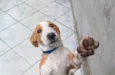 Caramelo 11 meses pra adoção