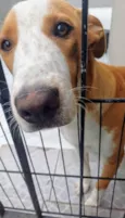 Caramelo 11 meses pra adoção