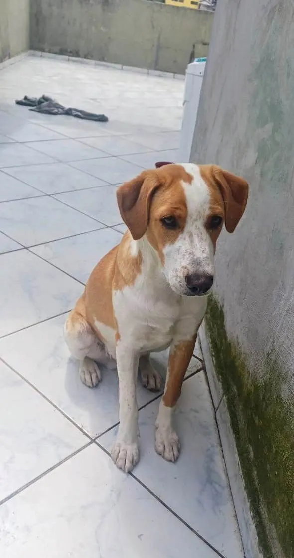 Cachorro ra a SRD-ViraLata idade 7 a 11 meses nome Caramelo 11 meses pra adoção 