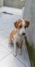 Caramelo 11 meses pra adoção