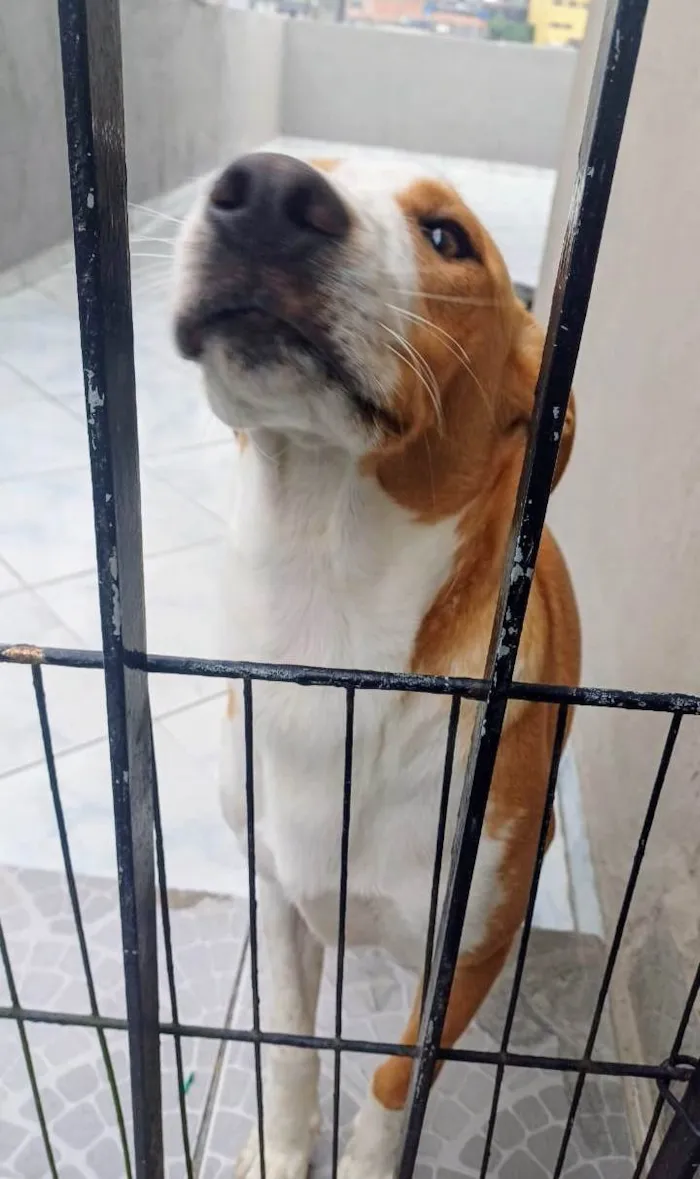 Cachorro ra a SRD-ViraLata idade 7 a 11 meses nome Caramelo 11 meses pra adoção 