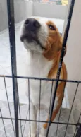 Caramelo 11 meses pra adoção