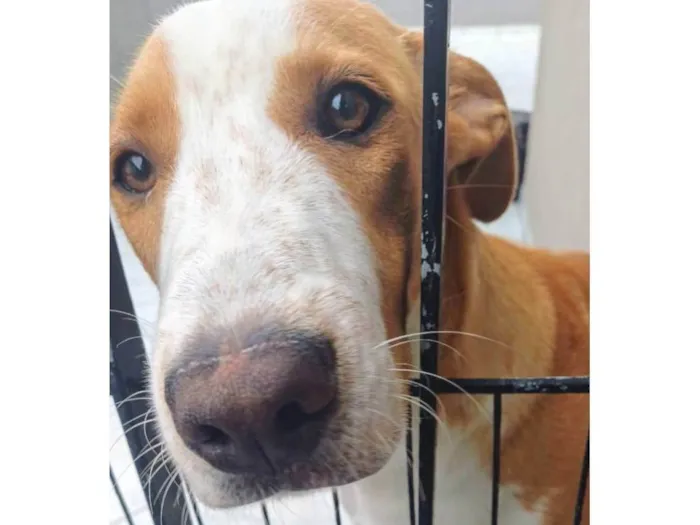 Cachorro ra a SRD-ViraLata idade 7 a 11 meses nome Caramelo 11 meses pra adoção 