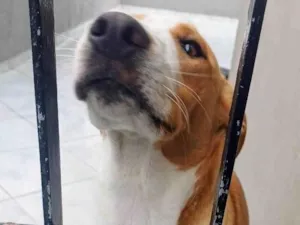 Cachorro raça SRD-ViraLata idade 7 a 11 meses nome Caramelo 11 meses pra adoção 
