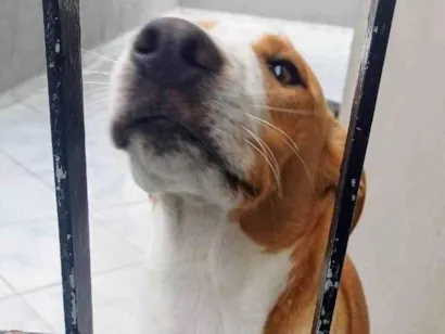 Cachorro raça SRD-ViraLata idade 7 a 11 meses nome Caramelo 11 meses pra adoção 